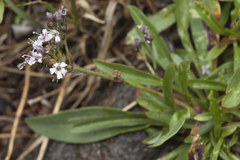 Gypsophila cephalotes