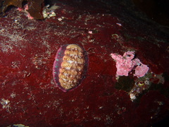 Tonicella insignis