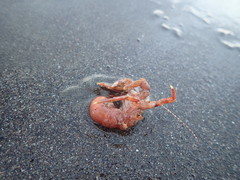 Diacanthurus spinulimanus