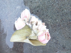 Diacanthurus spinulimanus