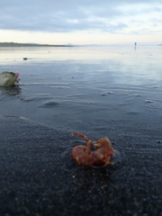 Diacanthurus spinulimanus