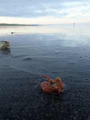 Diacanthurus spinulimanus