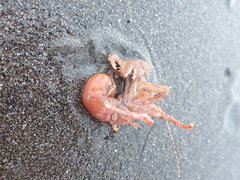Diacanthurus spinulimanus