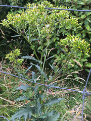 Senecio biserratus