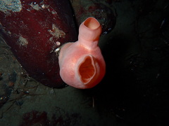 Halocynthia aurantium