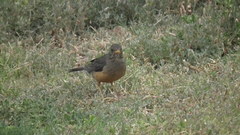Turdus olivaceus olivaceus