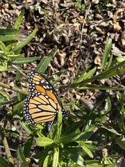 Danaus plexippus