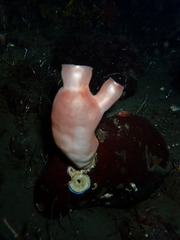 Halocynthia aurantium