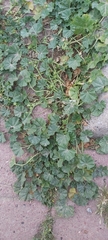 Malva parviflora
