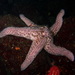 Giant Pink Sea Star - Photo (c) Kathleen R., some rights reserved (CC BY-NC), uploaded by Kathleen R.