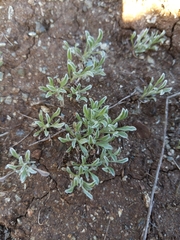 Hesperevax sparsiflora
