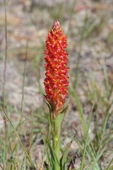 Disa polygonoides