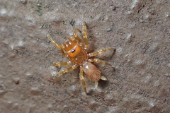 Atypidae