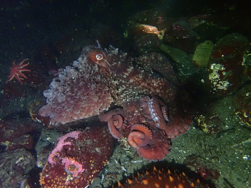 Giant Pacific Octopus