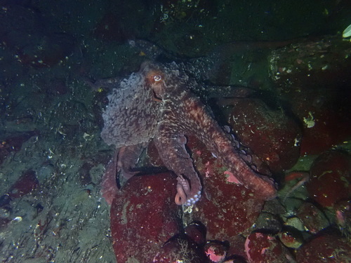 Giant Pacific Octopus