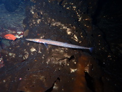 Aulorhynchus flavidus