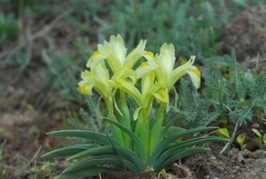 Iris caucasica