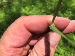 Capillipedium spicigerum