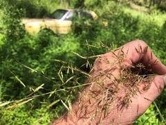 Capillipedium spicigerum