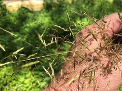 Capillipedium spicigerum