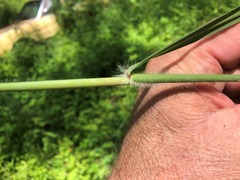 Capillipedium spicigerum