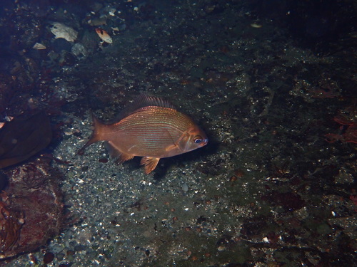 Blue seaperch (Embiotoca lateralis) — Embiotocidae — 5