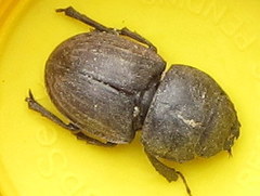 Geodorcus helmsi