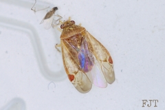 Neoborella