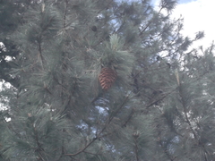 Cronartium conigenum