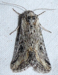Hadenella pergentilis