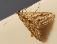 Evergestis vinctalis