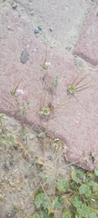 Erodium