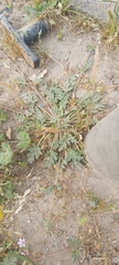Erodium
