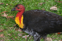 Alectura lathami lathami