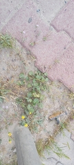 Erodium