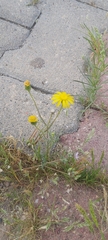 Senecio glaucus