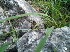 Mixcoatlus melanurus