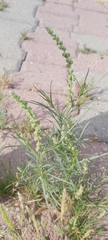 Oligomeris linifolia