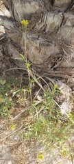 Sisymbrium irio