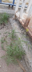Sisymbrium irio