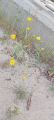 Senecio glaucus