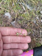 Gnaphalium baicalense