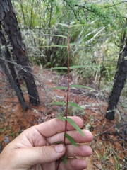 Sanguisorba parviflora