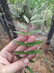 Sanguisorba parviflora