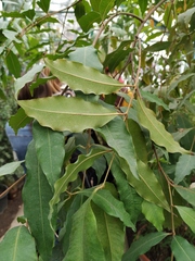 Syzygium rubicundum