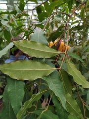 Syzygium rubicundum