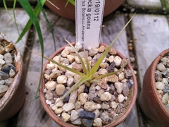Dyckia goiana