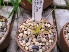 Dyckia goiana