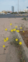 Launaea mucronata