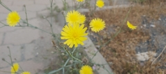 Launaea mucronata